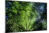 Oparara Basin, Karamea, West Coast, South Island, New Zealand, Pacific-Michael-Mounted Photographic Print