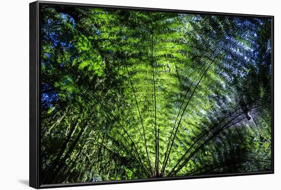 Oparara Basin, Karamea, West Coast, South Island, New Zealand, Pacific-Michael-Framed Photographic Print