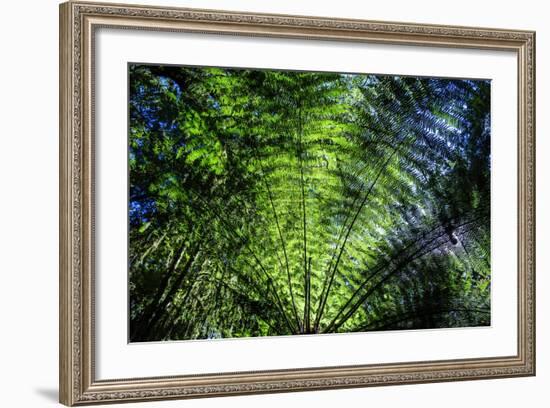 Oparara Basin, Karamea, West Coast, South Island, New Zealand, Pacific-Michael-Framed Photographic Print