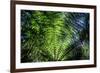 Oparara Basin, Karamea, West Coast, South Island, New Zealand, Pacific-Michael-Framed Photographic Print