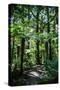 Oparara Basin, Karamea, West Coast, South Island, New Zealand, Pacific-Michael-Stretched Canvas