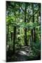 Oparara Basin, Karamea, West Coast, South Island, New Zealand, Pacific-Michael-Mounted Photographic Print