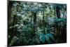 Oparara Basin, Karamea, West Coast, South Island, New Zealand, Pacific-Michael-Mounted Photographic Print