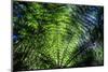 Oparara Basin, Karamea, West Coast, South Island, New Zealand, Pacific-Michael-Mounted Photographic Print