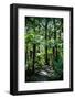 Oparara Basin, Karamea, West Coast, South Island, New Zealand, Pacific-Michael-Framed Photographic Print