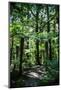 Oparara Basin, Karamea, West Coast, South Island, New Zealand, Pacific-Michael-Mounted Photographic Print