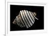 Opeatostoma Pseudodon-Paul Starosta-Framed Photographic Print