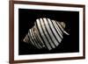 Opeatostoma Pseudodon-Paul Starosta-Framed Photographic Print