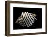 Opeatostoma Pseudodon-Paul Starosta-Framed Photographic Print