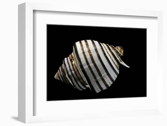 Opeatostoma Pseudodon-Paul Starosta-Framed Photographic Print