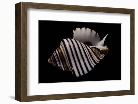 Opeatostoma Pseudodon-Paul Starosta-Framed Photographic Print