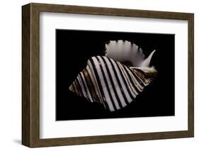 Opeatostoma Pseudodon-Paul Starosta-Framed Photographic Print