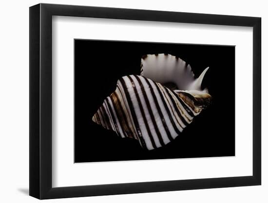 Opeatostoma Pseudodon-Paul Starosta-Framed Photographic Print