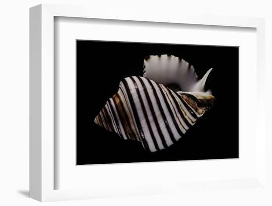 Opeatostoma Pseudodon-Paul Starosta-Framed Photographic Print