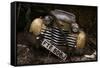 Opel Olympia-holger droste-Framed Stretched Canvas