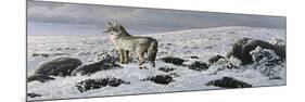 Open Country - Coyote-Wilhelm Goebel-Mounted Giclee Print