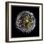 Open Dandelion on Black-Tom Quartermaine-Framed Giclee Print