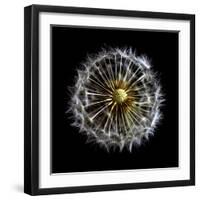 Open Dandelion on Black-Tom Quartermaine-Framed Giclee Print