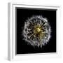 Open Dandelion on Black-Tom Quartermaine-Framed Giclee Print