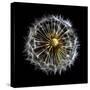 Open Dandelion on Black-Tom Quartermaine-Stretched Canvas