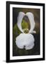 Open Dogwood-Philippe Sainte-Laudy-Framed Photographic Print