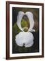 Open Dogwood-Philippe Sainte-Laudy-Framed Photographic Print