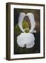Open Dogwood-Philippe Sainte-Laudy-Framed Photographic Print