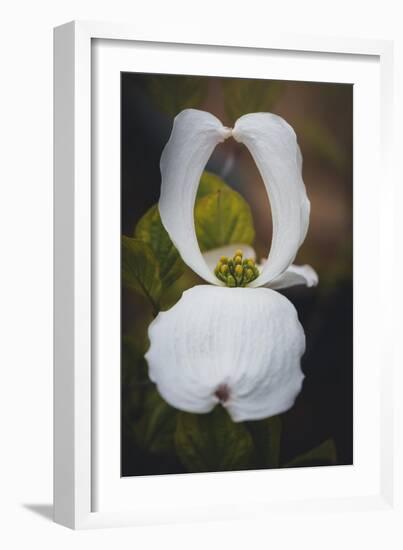 Open Dogwood-Philippe Sainte-Laudy-Framed Photographic Print