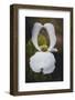 Open Dogwood-Philippe Sainte-Laudy-Framed Photographic Print