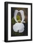 Open Dogwood-Philippe Sainte-Laudy-Framed Photographic Print