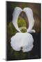 Open Dogwood-Philippe Sainte-Laudy-Mounted Photographic Print