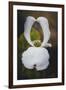 Open Dogwood-Philippe Sainte-Laudy-Framed Photographic Print