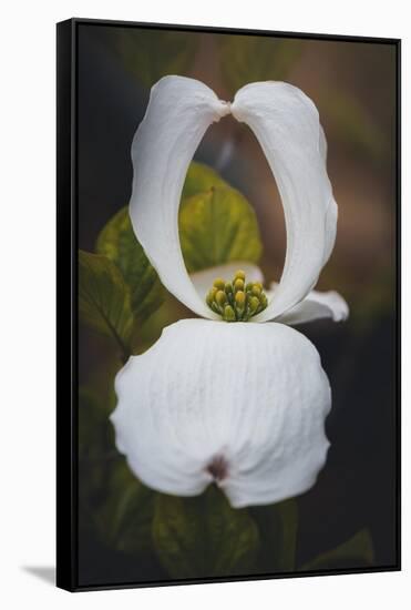 Open Dogwood-Philippe Sainte-Laudy-Framed Stretched Canvas