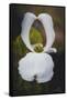 Open Dogwood-Philippe Sainte-Laudy-Framed Stretched Canvas