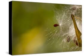 Open Milkweed Pod with Seeds, Garden, Los Angeles, California-Rob Sheppard-Stretched Canvas