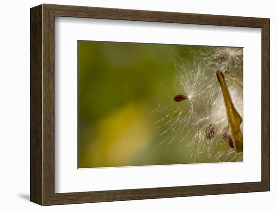 Open Milkweed Pod with Seeds, Garden, Los Angeles, California-Rob Sheppard-Framed Photographic Print