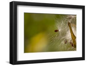 Open Milkweed Pod with Seeds, Garden, Los Angeles, California-Rob Sheppard-Framed Photographic Print