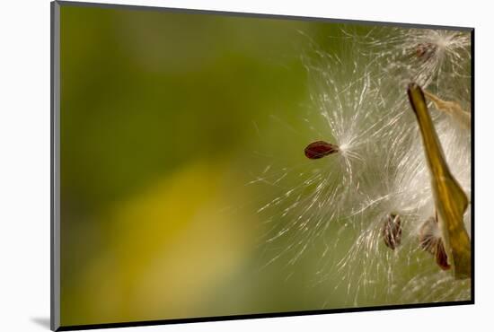 Open Milkweed Pod with Seeds, Garden, Los Angeles, California-Rob Sheppard-Mounted Photographic Print