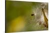 Open Milkweed Pod with Seeds, Garden, Los Angeles, California-Rob Sheppard-Stretched Canvas