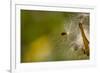 Open Milkweed Pod with Seeds, Garden, Los Angeles, California-Rob Sheppard-Framed Photographic Print