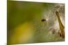 Open Milkweed Pod with Seeds, Garden, Los Angeles, California-Rob Sheppard-Mounted Photographic Print