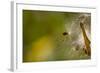 Open Milkweed Pod with Seeds, Garden, Los Angeles, California-Rob Sheppard-Framed Photographic Print