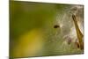 Open Milkweed Pod with Seeds, Garden, Los Angeles, California-Rob Sheppard-Mounted Photographic Print