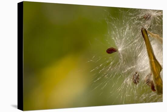 Open Milkweed Pod with Seeds, Garden, Los Angeles, California-Rob Sheppard-Stretched Canvas