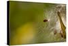 Open Milkweed Pod with Seeds, Garden, Los Angeles, California-Rob Sheppard-Stretched Canvas