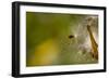 Open Milkweed Pod with Seeds, Garden, Los Angeles, California-Rob Sheppard-Framed Photographic Print