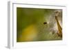 Open Milkweed Pod with Seeds, Garden, Los Angeles, California-Rob Sheppard-Framed Photographic Print