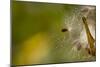 Open Milkweed Pod with Seeds, Garden, Los Angeles, California-Rob Sheppard-Mounted Photographic Print