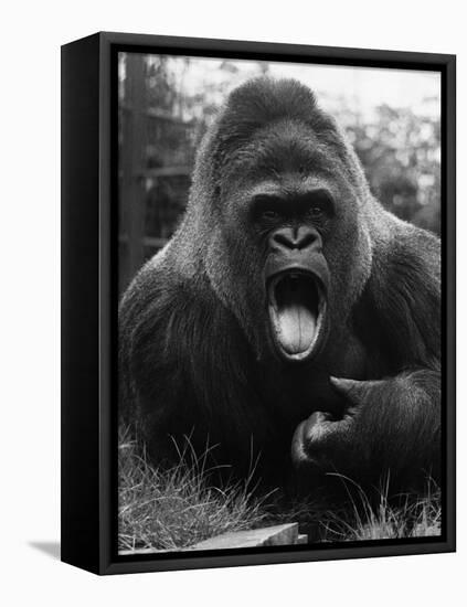 Open-Mouthed Gorilla-null-Framed Stretched Canvas