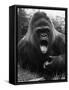 Open-Mouthed Gorilla-null-Framed Stretched Canvas